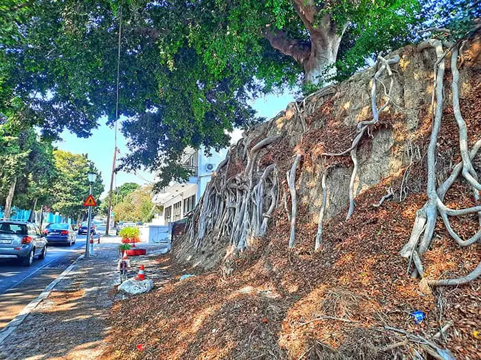 Root Tree Harris Place Rhodes Greece 6