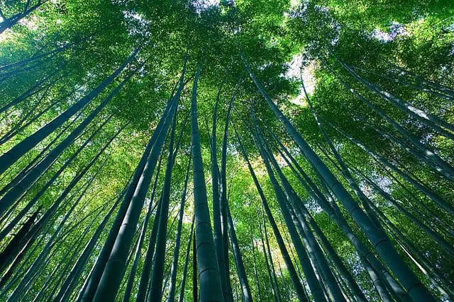 Sagano Bamboo forest Arashiyama Kyoto Japan 1