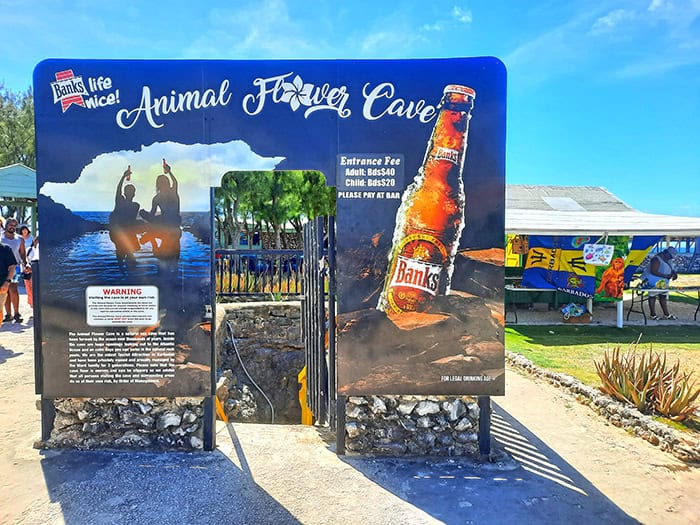 Animal Flower Cave Barbados 1