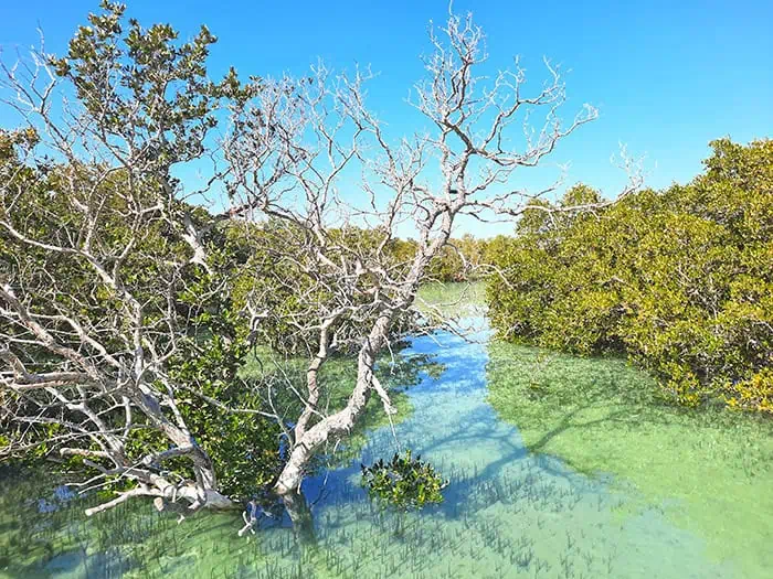Jubail Mangrove Park Abu Dhabi UAE 5