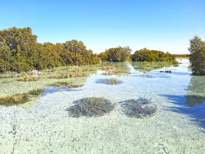 Jubail Mangrove Park Abu Dhabi UAE 8