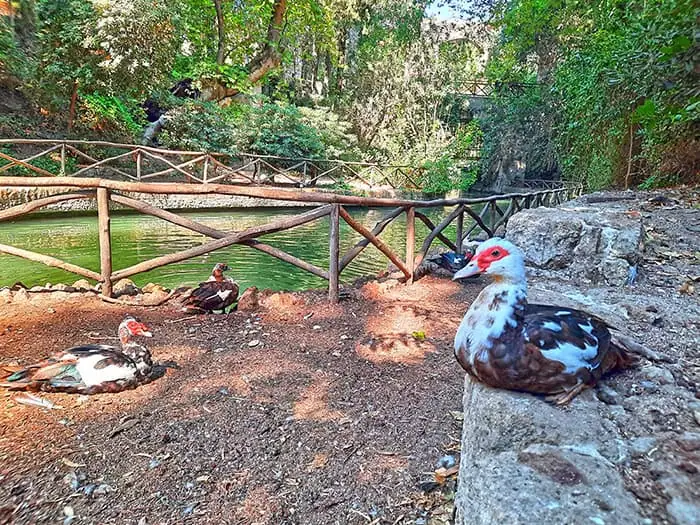 Rodini Park Rhodes Greece 5